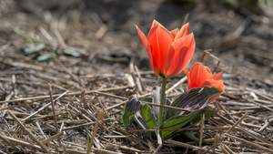 Tulpen